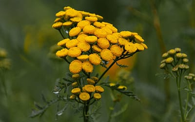 Wrotycz pospolity – lekarstwo starego świata